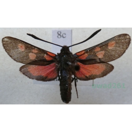 Zygaena trifolii (Esper, 1783) Kraśnik pięcioplamek Czech8c